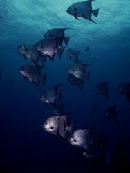 I saw these Spadefish on two different dives, and on two ... by Steven Anderson 